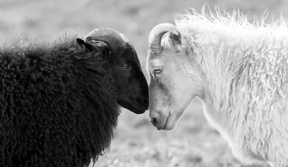 Schwarze und weiße Schafe auf der Weide © michaklootwijk