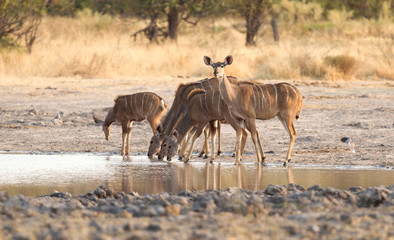 Fototapeta na wymiar Herd of Kudu drinking at a waterhole