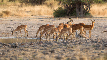 Common Impala (Aepyceros melampus)