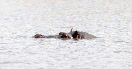 Adult hippo in a pool, Botswana