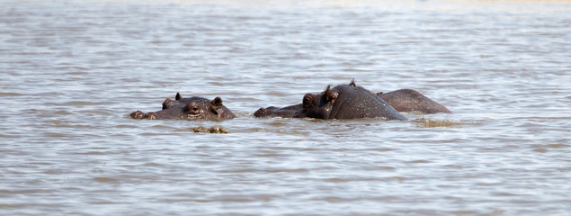Fototapeta premium Adult hippo in a pool, Botswana