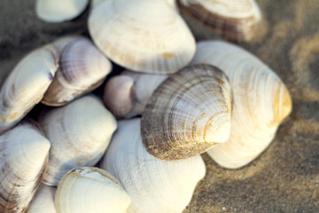 seashells on the sea sand.