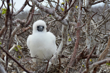 Baby Red Footed Booby in a Tree