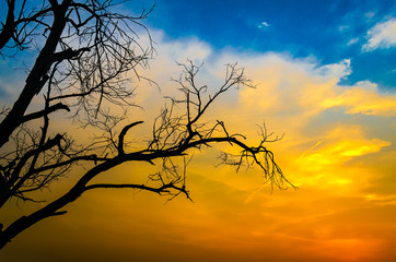 Fototapeta na wymiar Barren tree silhouette