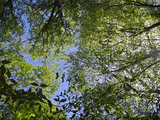 Green tree branches against the sky at spring. View up.