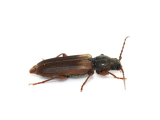 Brown spruce longhorn beetle Tetropium fuscum on white background