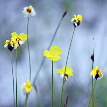 Yellow flowers of the Australian native Xyris bracteata, family Xyridaceae, growing in heath in the Royal National Park, NSW, Australia. Tufted perennial herb endemic to eastern New South Wales