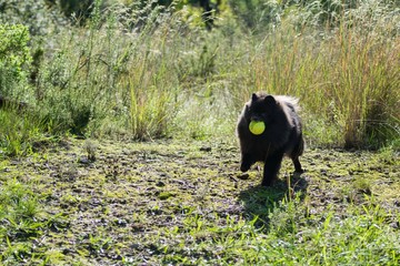  Funny black pomeranian spitz dog playing with the tennis ball