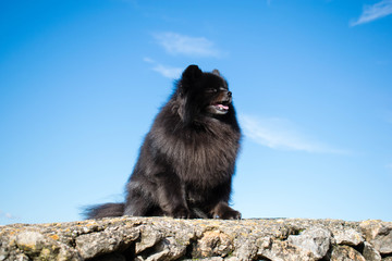 Black pomeranian spitz outdoors, fluffy cute dog