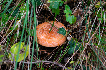 Lactarius deliciosus, the saffron milk cap, red pine mushroom mushroom growing in the autumn forest, Berga, Spain