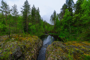 Fototapeta na wymiar Patoniva river in Oulanka National Park