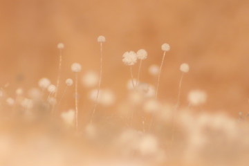 Colony of Characteristics of Fungus (Mold) in culture medium plate from laboratory microbiology.