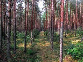 Obraz premium forest in autumn