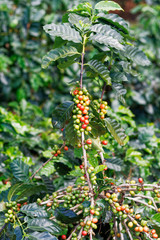 Fresh coffee beans on bunch trees.