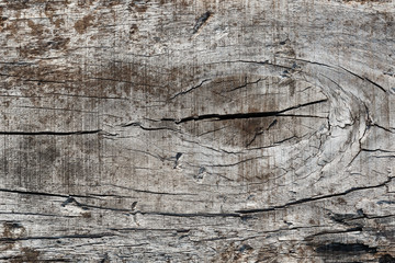 decay wood, background