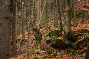 Mysterious deep autumn forest with old trees and crooked roots
