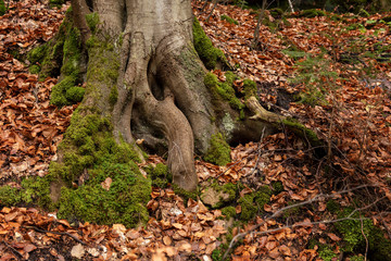 old forest, view on roots of a tree with moss and faded foliage around