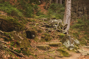 old forest in mountains. root of a tree covered with moss entwine stones