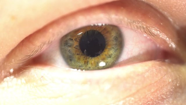 green eye extreme close-up of iris and pupil dilating and contracting. Very finely detailed human anatomy, blinking