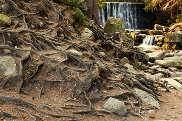 tree roots covered mountain stones in autumn forest with waterfall on background