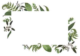Vector card floral design with green watercolor, eucalyptus, forest fern, herbs, eucalyptus, branches boxwood, buxus, botanical green, decorative horizontal frame, square