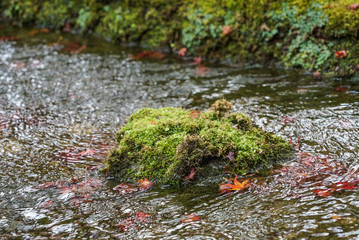 Autumn leaves in a pond in Kyoto
