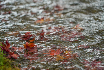 Autumn leaves in a pond in Kyoto
