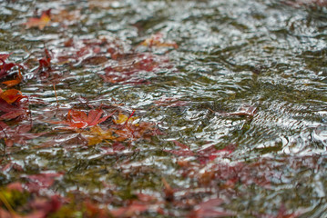 Autumn leaves in a pond in Kyoto