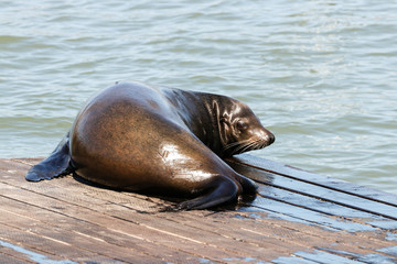 A sea lion lolls in the sun. Sea Lions at San Francisco Pier 39 Fisherman's Wharf has become a major tourist attraction.
