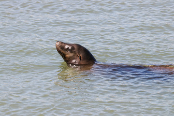 A sea lion looks curiously out of the water. Sea Lions at San Francisco Pier 39 Fisherman's Wharf has become a major tourist attraction.
