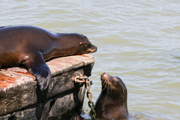 Two sea lion sniff each other. Sea Lions at San Francisco Pier 39 Fisherman's Wharf has become a major tourist attraction.