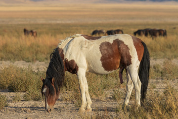 Wild Horse in the Utah Desert