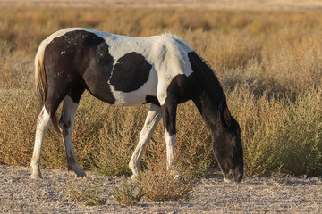 Wild Horse in the Utah Desert