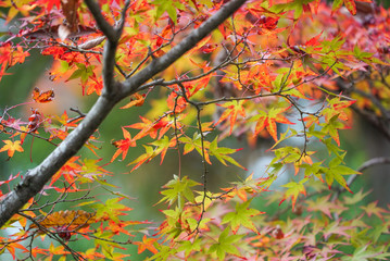 Colorful Autumn leaves Street in Kyoto