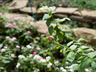 budding pink rose