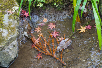 Autumn leaves in a pond in Kyoto