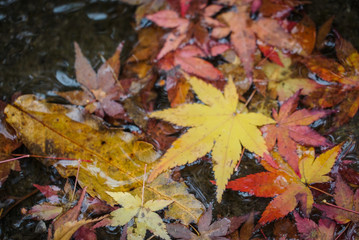 Autumn leaves in a pond in Kyoto