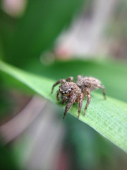 close up of spider