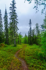 Fototapeta na wymiar Rykimakero Trail, in Pyha-Luosto National Park