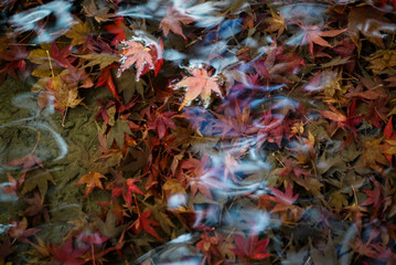 Autumn leaves in a pond in Kyoto