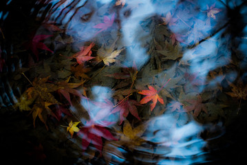 Autumn leaves in a pond in Kyoto