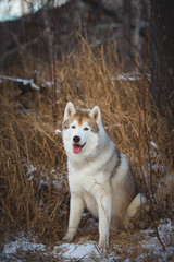 Portrait of cute and happy siberian Husky dog sitting in the winter forest in the withered grass and first snow