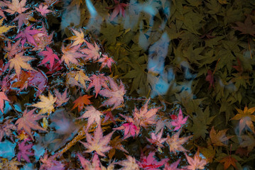 Autumn leaves in a pond in Kyoto