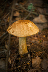 Mushroom in a pine forest