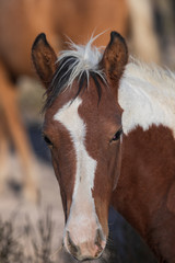 Wild Horse in the Utah Desert