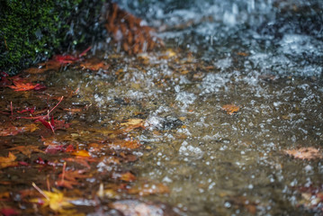 Autumn leaves in a pond in Kyoto