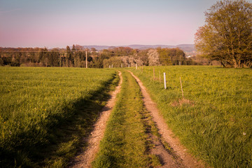 Traktorspuren auf einer Wiese