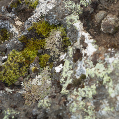 Steintextur im Geothermalgebiet Krýsuvík-Seltun / Reykjanes-Halbinsel - Süd-West-Island