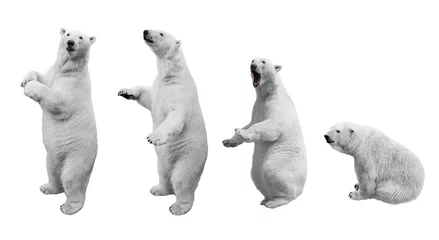 Fotobehang Een collage van ijsbeer in verschillende poses op een witte achtergrond geïsoleerd © vesta48