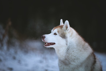 Profile Portrait of gorgeous and free Siberian Husky dog sitting on the snow in the haze in the dark forest in winter